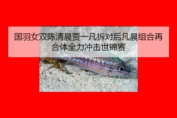 国羽女双陈清晨贾一凡拆对后凡晨组合再合体全力冲击世锦赛