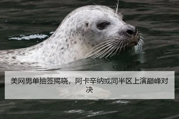 美网男单抽签揭晓，阿卡辛纳或同半区上演巅峰对决